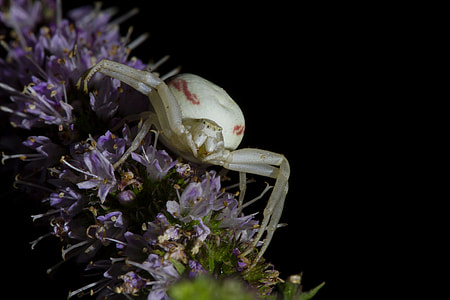 Goldenrod Crab Spider, Misumena Vatia thumbnail