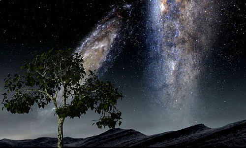 green leafed tree during nighttime thumbnail