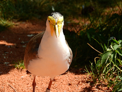 Lapwing Australian, Vanellus Miles Miles thumbnail