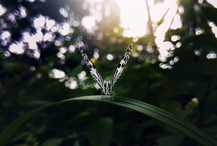 white and black butterfly perched on green leaf plant thumbnail