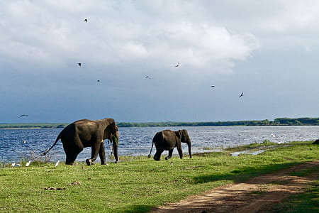two elephant walking beside body of water thumbnail