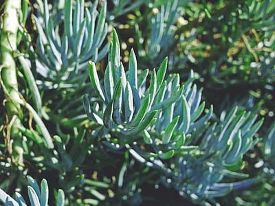 green aloe vera plant thumbnail
