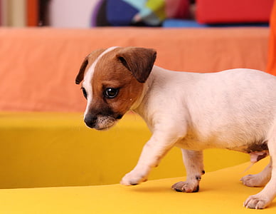 Jack Russell terrier puppy thumbnail