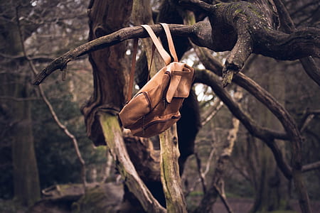 forest, trees, branches, tree thumbnail