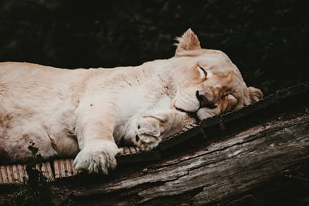 photo of brown lioness lying on tree thumbnail