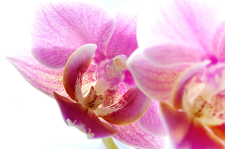 pink moth orchid in bloom thumbnail
