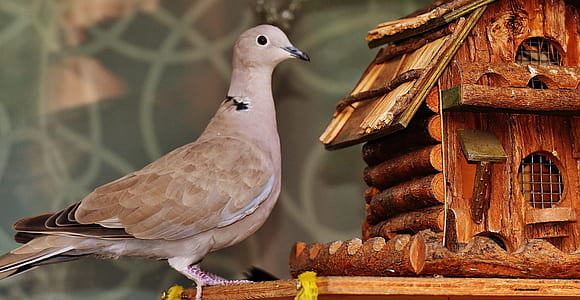 gray pigeon beside birdhouse thumbnail