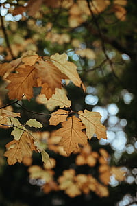 focus photo of dried leaf during daytime thumbnail