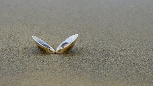opened sea shell on sand thumbnail