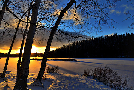 silhouette of bare trees near body of water during orange sunset thumbnail
