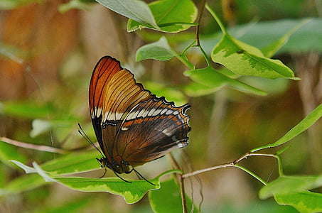 selective focus photography of butterfly perched on green leaf thumbnail