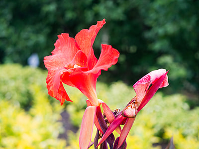 selective focus photography of red canna flowers thumbnail