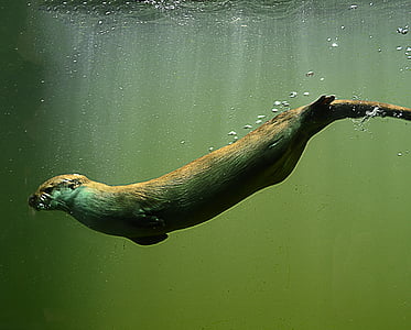 seal swimming under water thumbnail