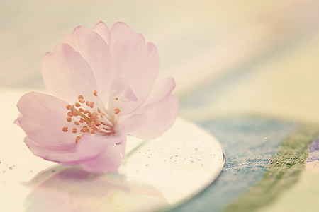 pink cherry blossoms in bloom close up photo thumbnail