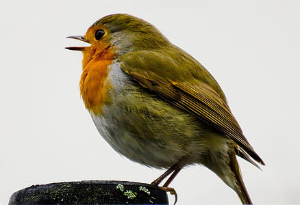 orange and green bird perching on rock thumbnail