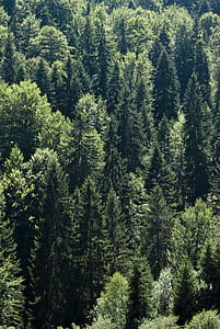 green trees during daytime thumbnail