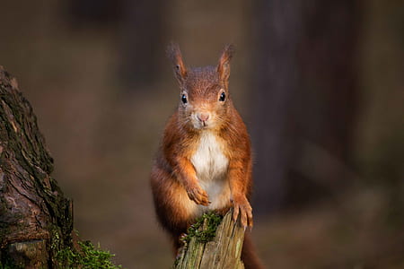 brown and white squirrel perch on branch thumbnail