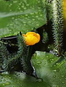 macro shot photography of orange flower thumbnail
