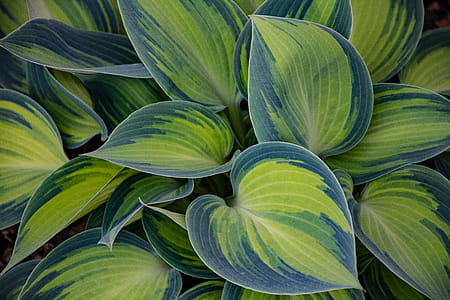 Green and Blue Leaf Plant thumbnail