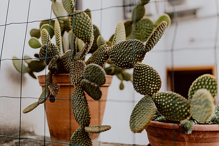 Opuntia in a ceramic pot thumbnail