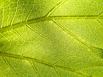 green leaf thumbnail