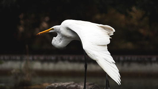selective focus photography of crane bird thumbnail