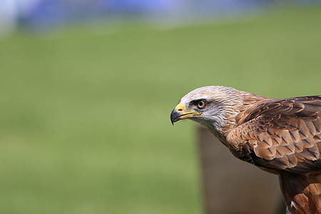 flight, bird, animal, blur thumbnail