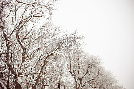 White and Brown Snowy Forest thumbnail