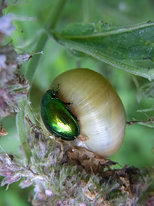 Minzblattkaefer, Chrysolina Herbacea thumbnail