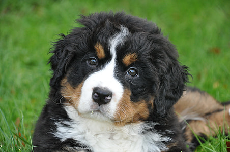 Bernese Mountain puppy lying on grass thumbnail