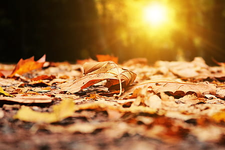selective focus photography of dried leaf thumbnail
