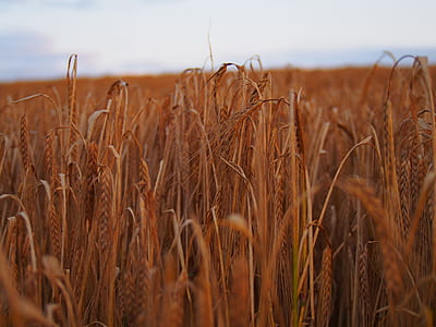 landscape, nature, sky, field thumbnail