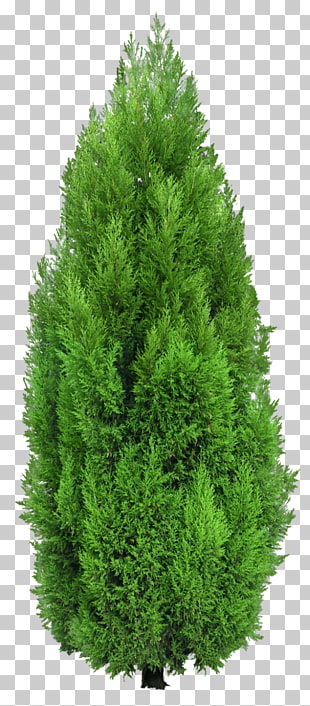 Tree Mediterranean cypress Hedge , Cypress Tree , green spruce tree PNG clipart