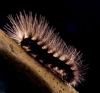 caterpillar, prickly, hairy, close thumbnail