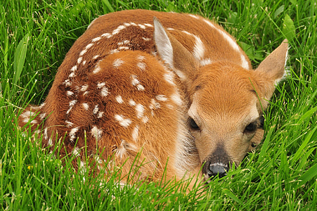 deer on grass field thumbnail