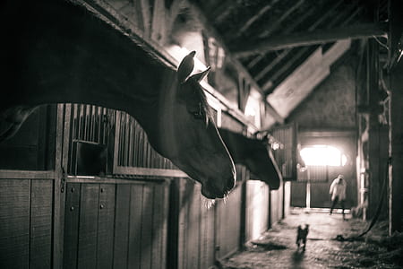 grayscale photography of horse thumbnail