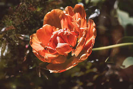 selective focus photography of orange tulip in bloom thumbnail