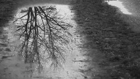 grayscale photo of tree reflection on pond thumbnail
