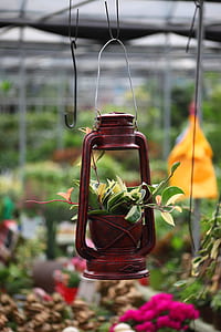 hanging green leafed plant thumbnail