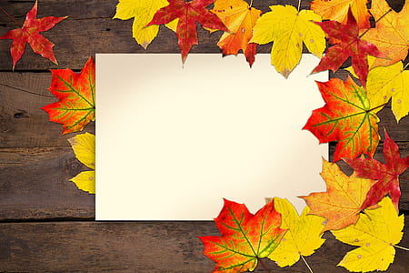 maple leaf on brown wooden panel thumbnail