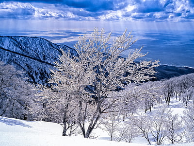 grey tall tree covered snowflake in front of mountain thumbnail