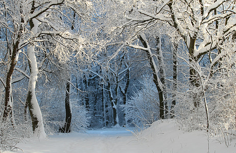 photo of forest trees filled with snow thumbnail