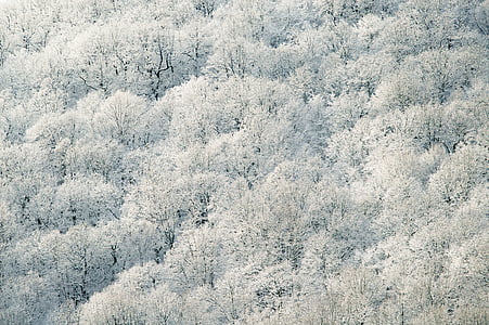 white forest thumbnail