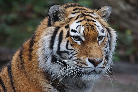 orange and white tiger thumbnail