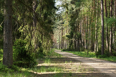 empty road in between trees at daytime thumbnail
