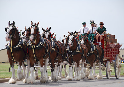 people riding carriage at daytime thumbnail