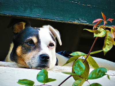 white, black, and tan dog sticking its head out a window thumbnail