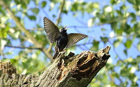 blue and gray bird during daytime thumbnail