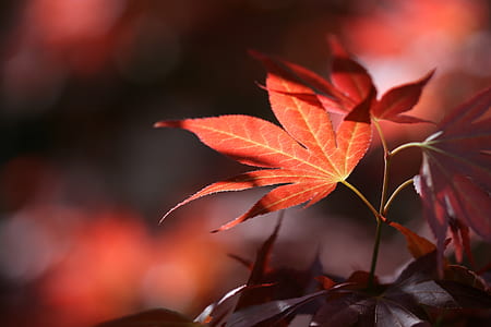 selective focus photography of brown leaf thumbnail