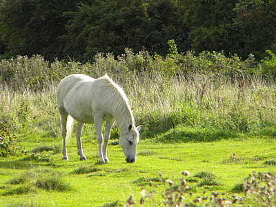 white horse eating grass thumbnail